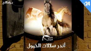 فارس الميدان - أندر سلالات الخيول