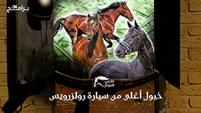 فارس الميدان - تعرف على أغلى الخيول في العالم