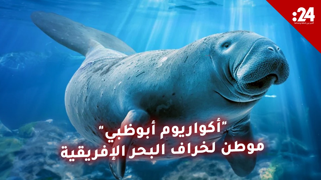 "ناشونال أكواريم أبوظبي" يؤمن ملاذاً آمناً لـ "خراف البحر الإفريقية"