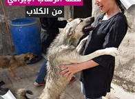 قصة الرُهاب الإيراني من الكلاب