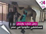 جمل شارد يقتحم مستشفى حكومياً في مصر