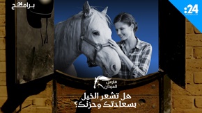 فارس الميدان: هل تشعر الخيول بسعادتك وحزنك؟
