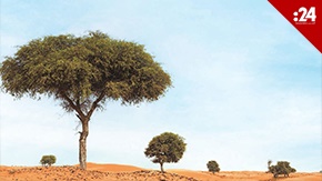 ماذا تعرف عن شجرة الغاف الإماراتية؟
