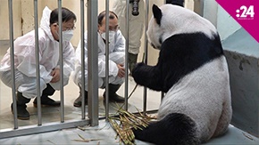 ماذا تعرف عن الباندا العملاقة؟
