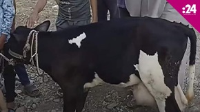 البقرة المعجزة تثير الجدل في مصر