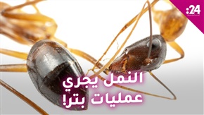 النمل يجري عمليات البتر لإنقاذ رفاقه
